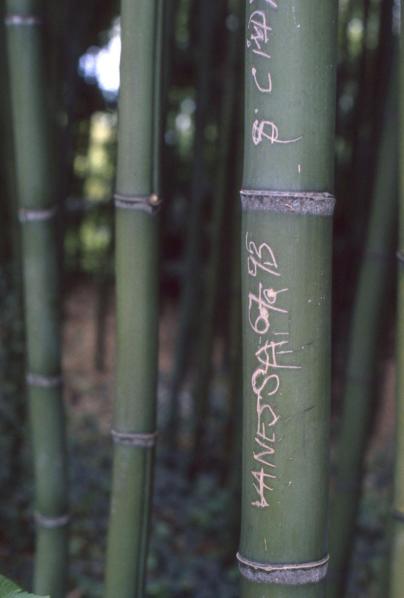 Bambous, 1995