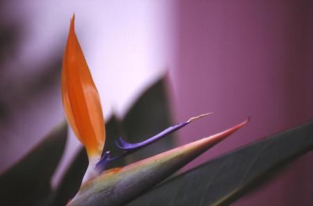 Strelitzia reginae ou oiseau de paradis - 2000