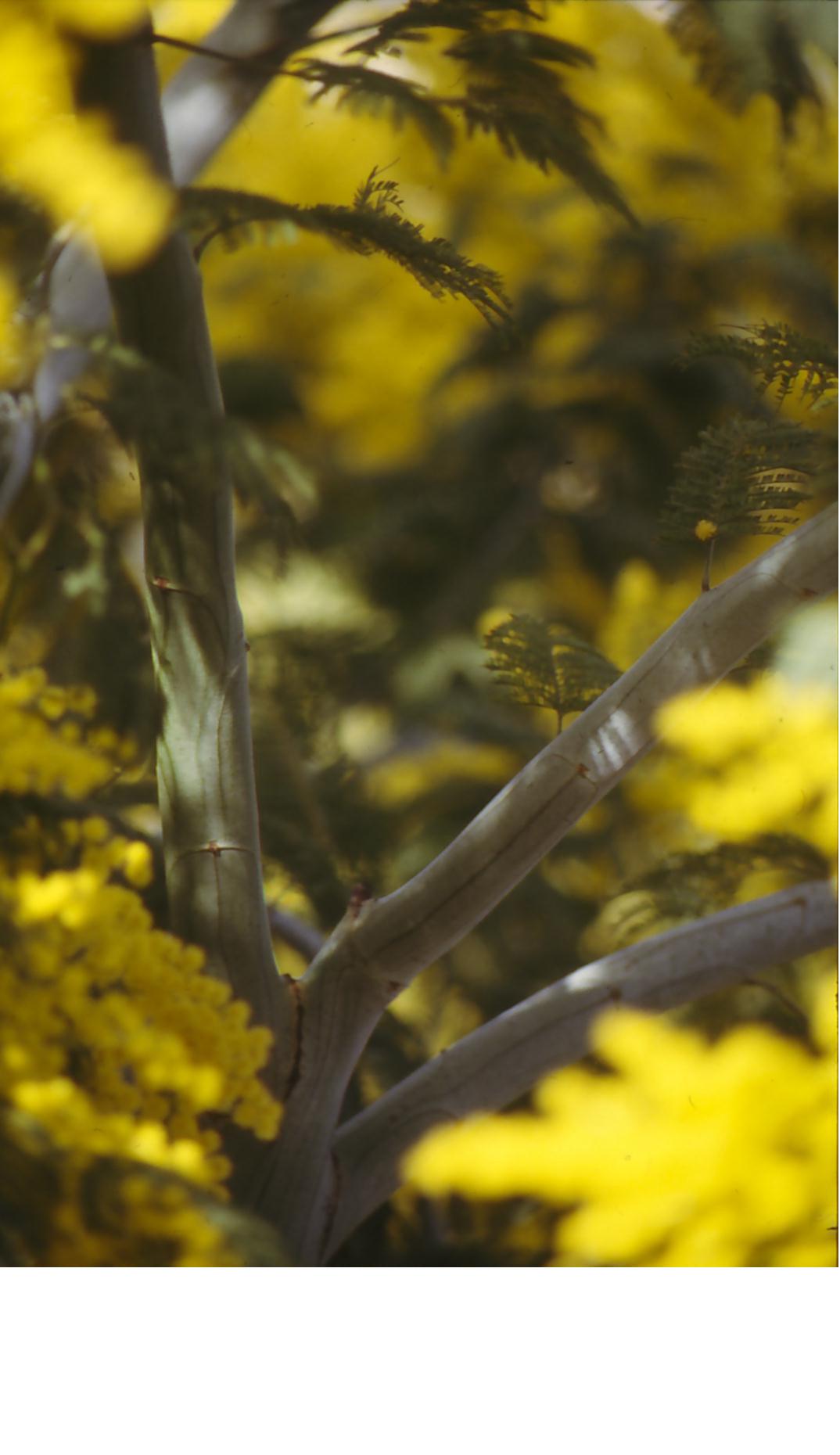 Mimosa, 1987